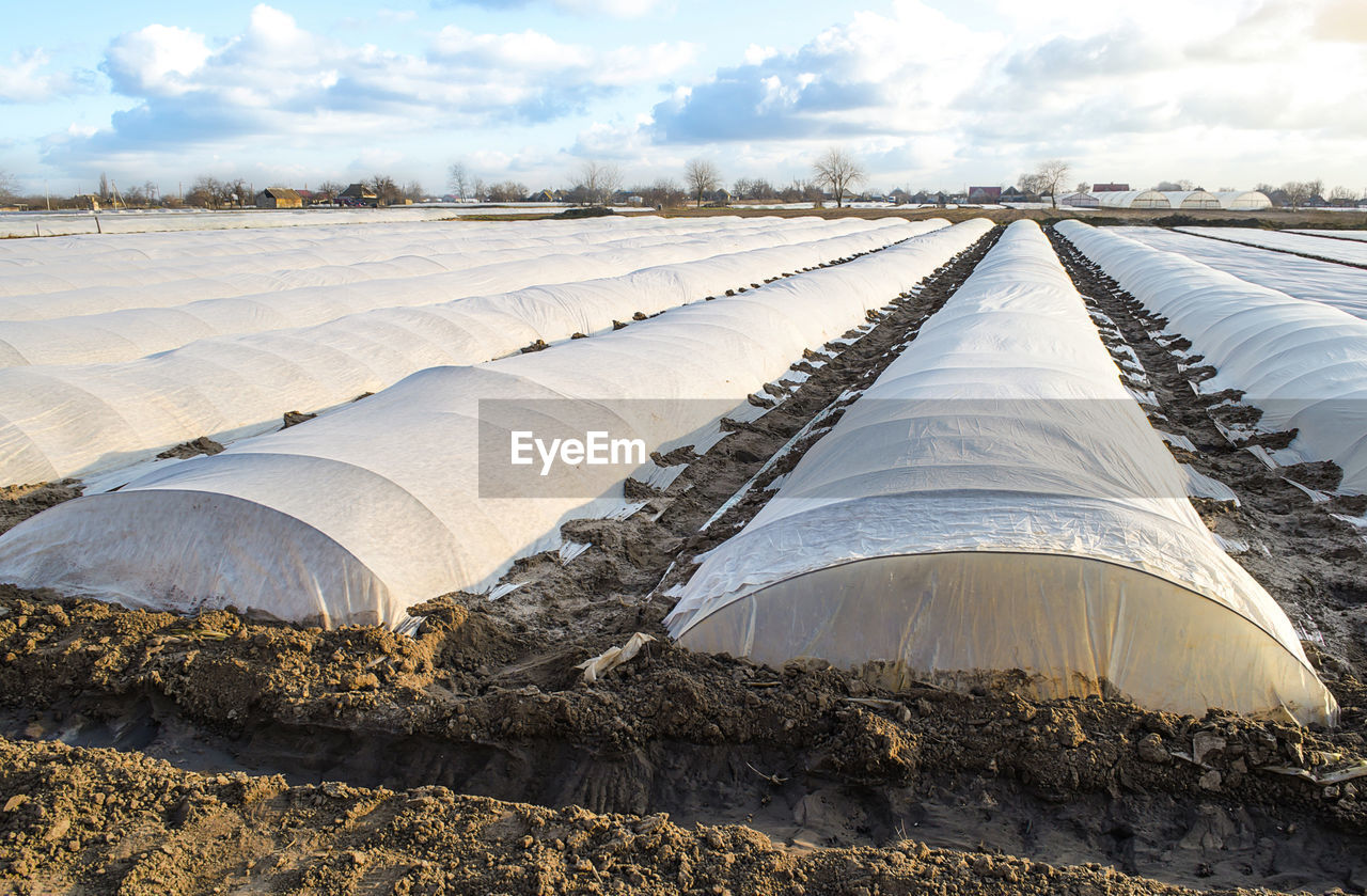 Farm potato plantation field covered with spunbond spunlaid nonwoven fabric. greenhouse effect 
