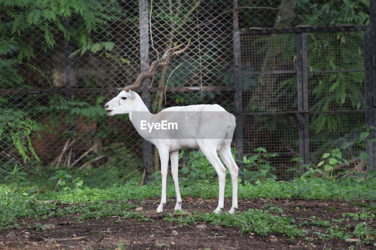 White animal standing in zoo