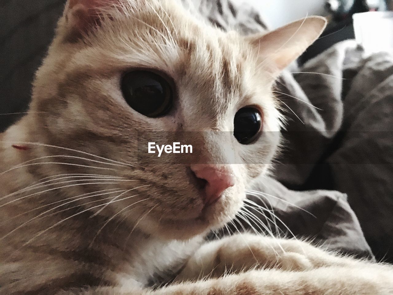 Close-up of kitten at home