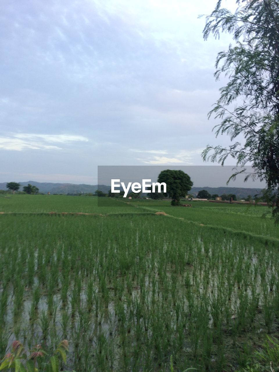 FIELD AGAINST SKY