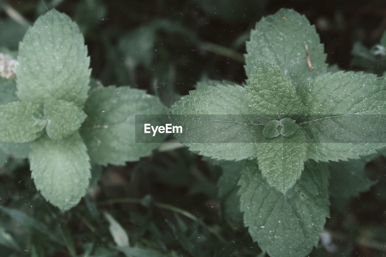 Close-up of raindrops on leaves during rainy season