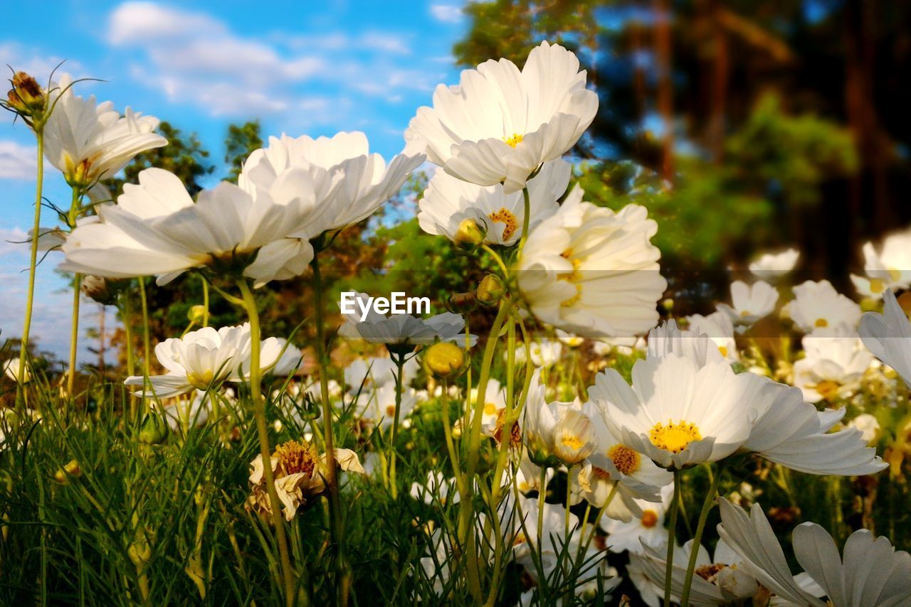 Close-up of white flowers blooming outdoors