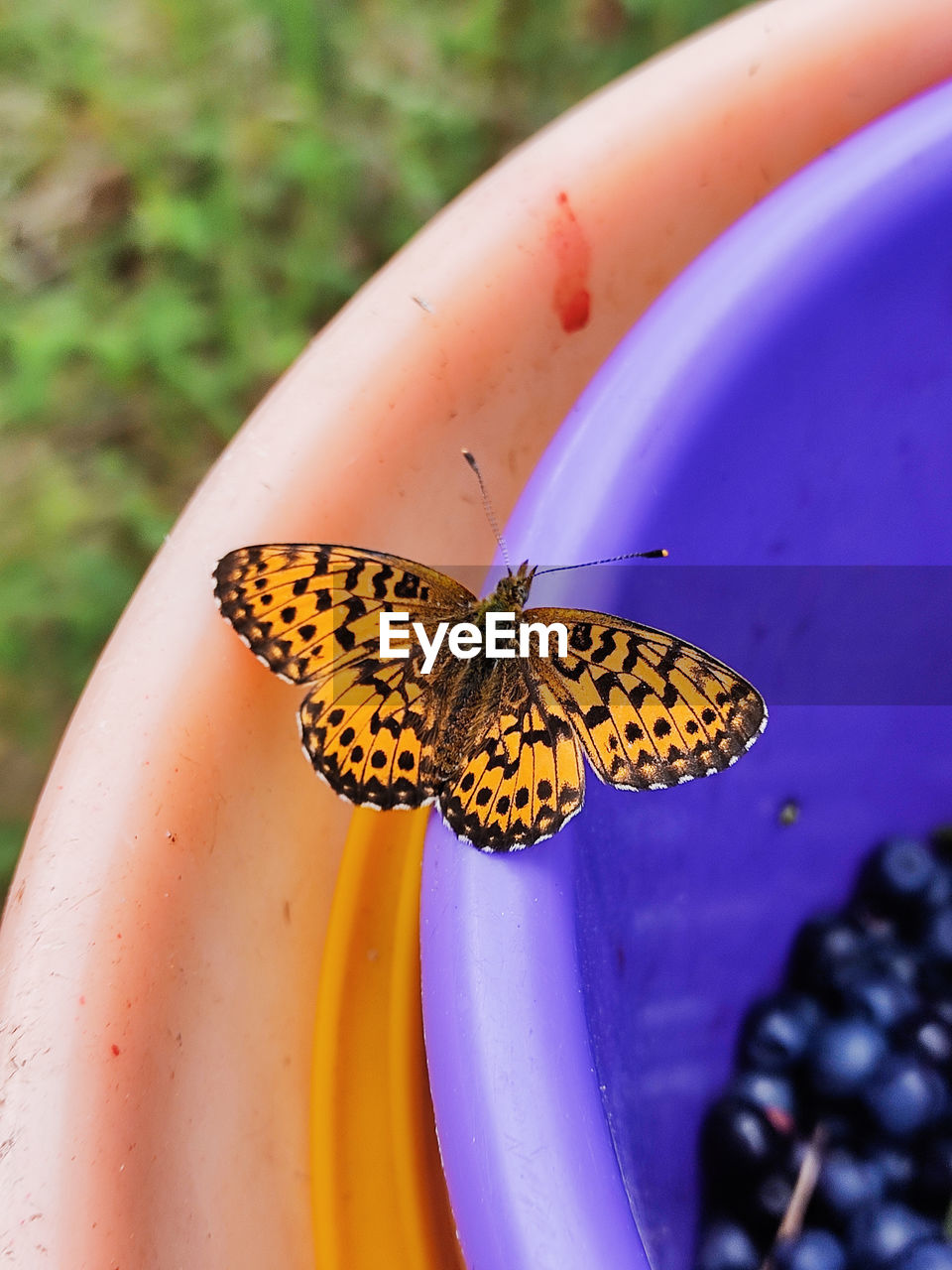 animal themes, insect, animal, animal wildlife, one animal, butterfly, animal wing, moths and butterflies, yellow, flower, wildlife, macro photography, close-up, beauty in nature, nature, flowering plant, animal body part, plant, no people, petal, leaf, outdoors, day, focus on foreground, summer, water, purple, high angle view