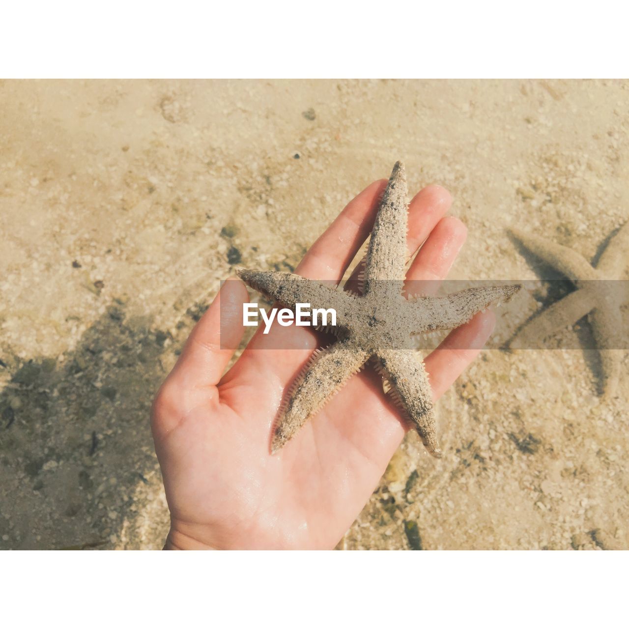 Cropped hand holding starfish at beach