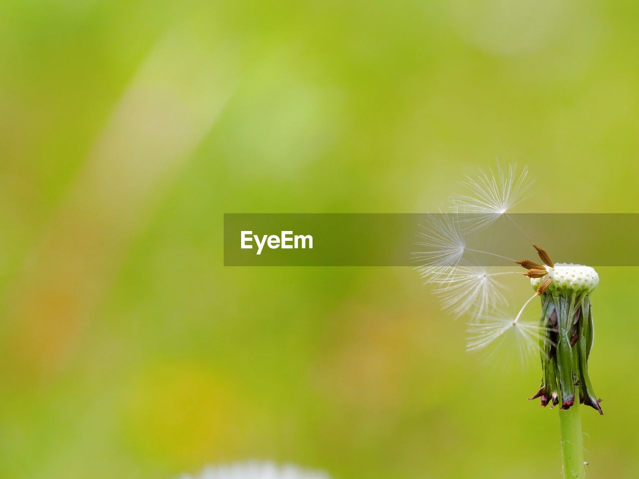 CLOSE-UP OF DANDELION ON PLANT AGAINST WHITE BACKGROUND