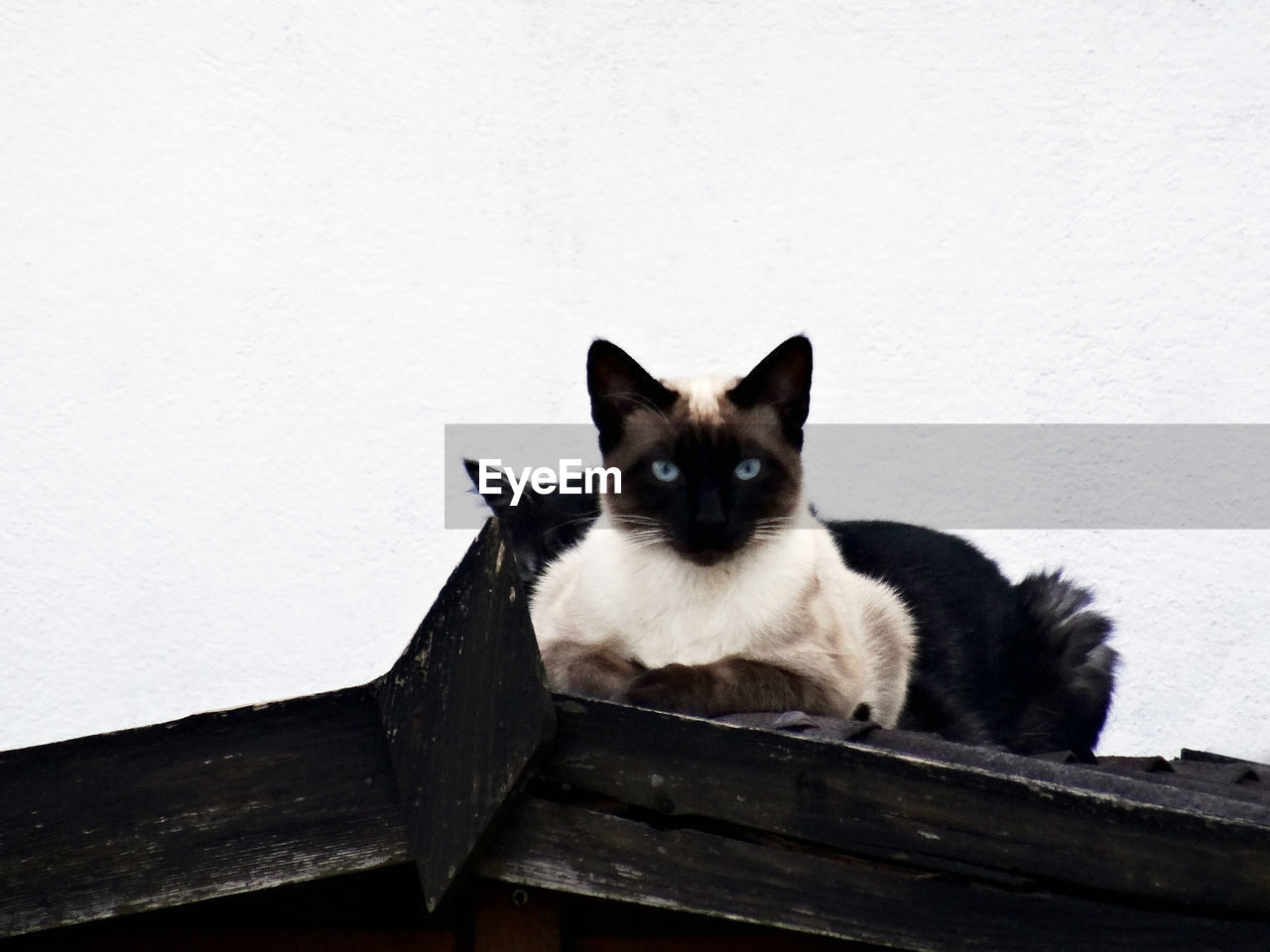 animal themes, animal, cat, mammal, pet, domestic animals, one animal, domestic cat, feline, black, white, wall - building feature, wood, whiskers, no people, felidae, small to medium-sized cats, portrait, looking at camera, sitting, relaxation, carnivore