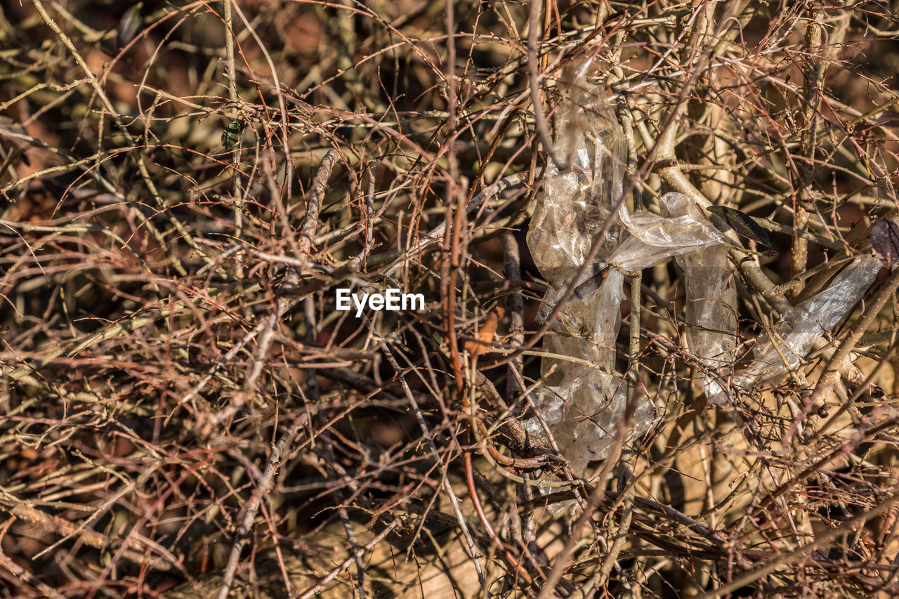 CLOSE-UP OF DRIED PLANT ON LAND
