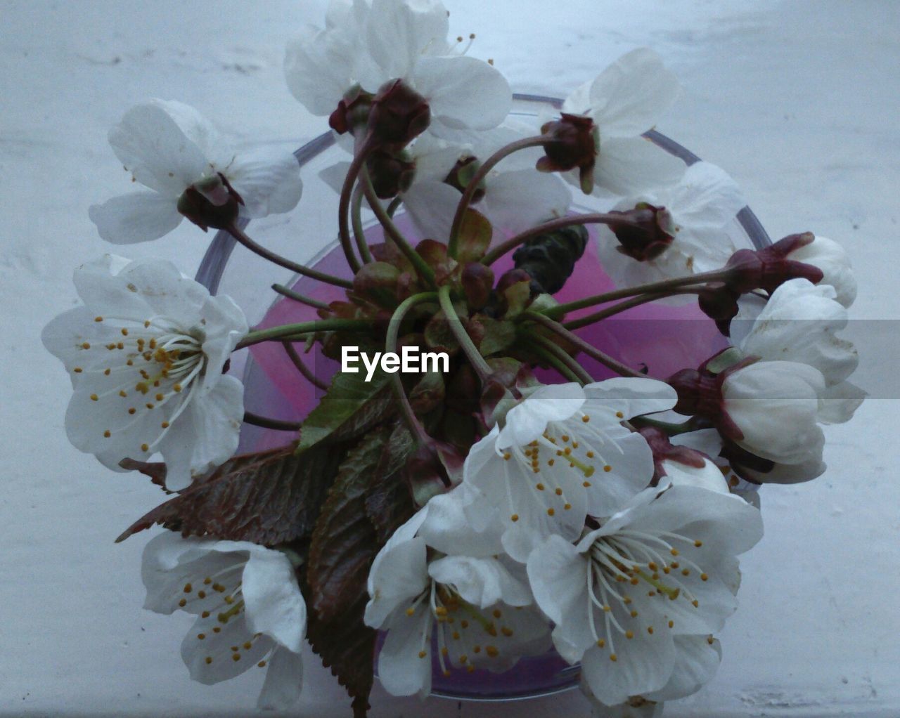 Top view of white flowers in vase