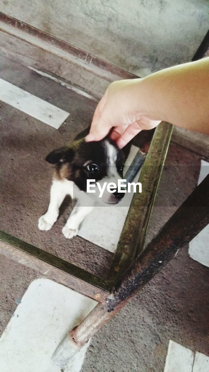 HIGH ANGLE VIEW OF DOG WITH HAND ON FLOOR