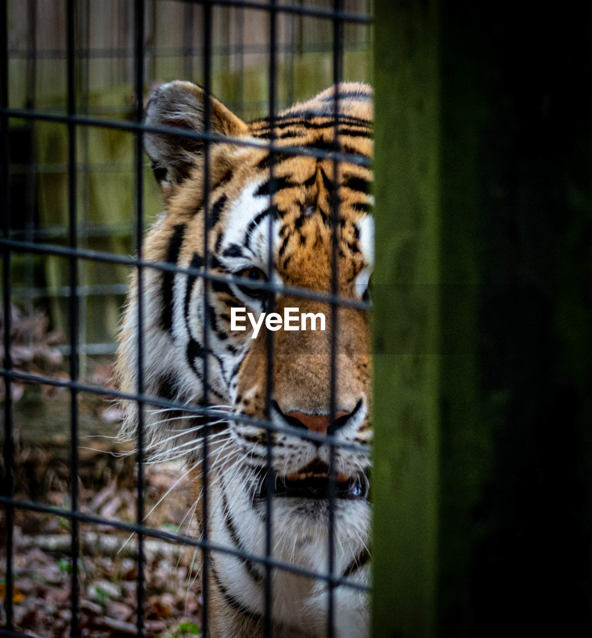 CAT LOOKING AWAY IN ZOO