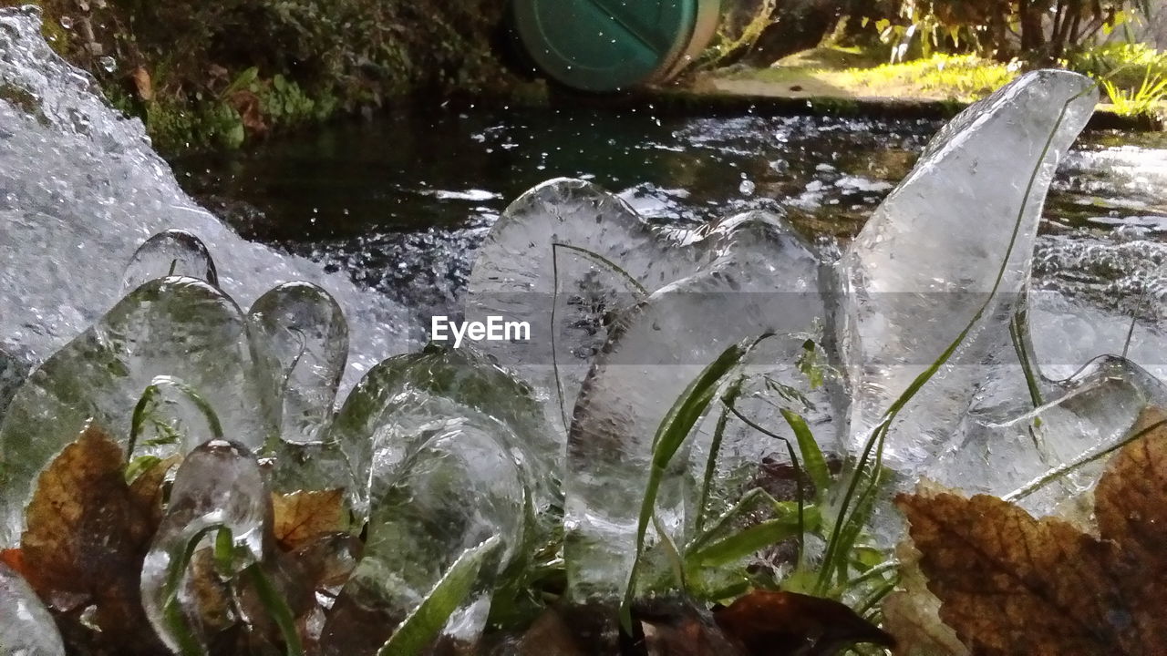 CLOSE-UP OF SPLASHING WATER IN PLANTS