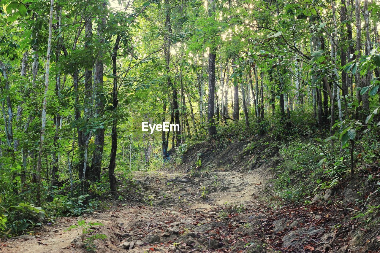 TREES GROWING IN FOREST