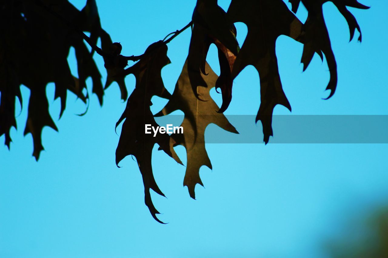 LOW ANGLE VIEW OF LEAVES AGAINST BLUE SKY