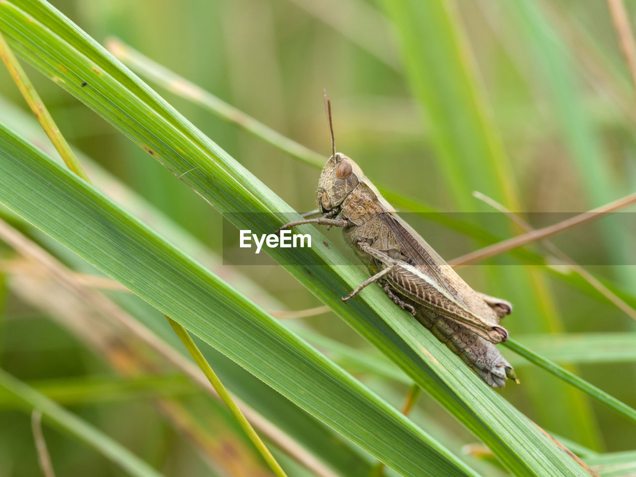 CLOSE-UP OF GRASSHOPPER PERCHING ON LEAF