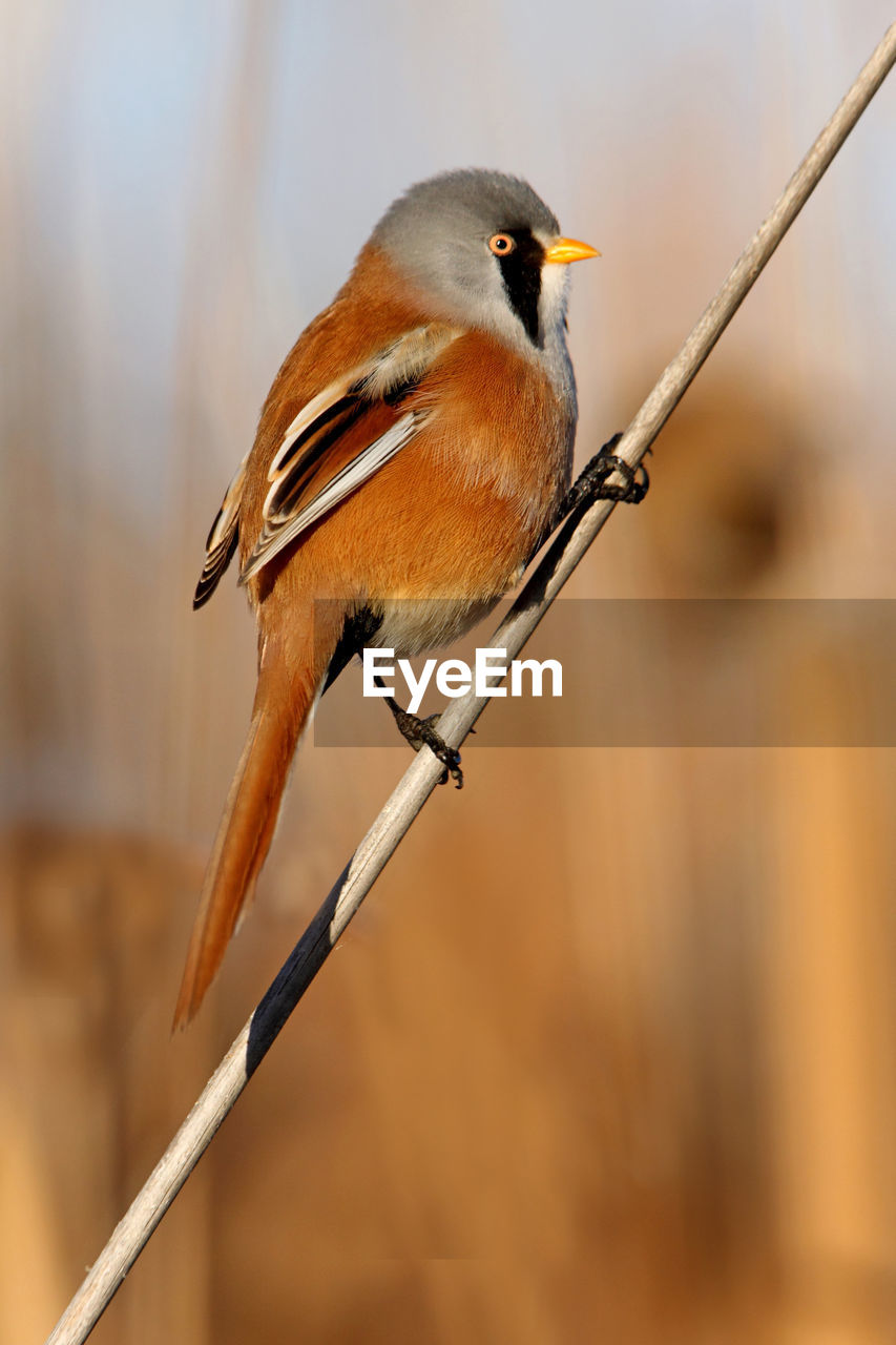 CLOSE-UP OF A BIRD PERCHING ON A TWIG