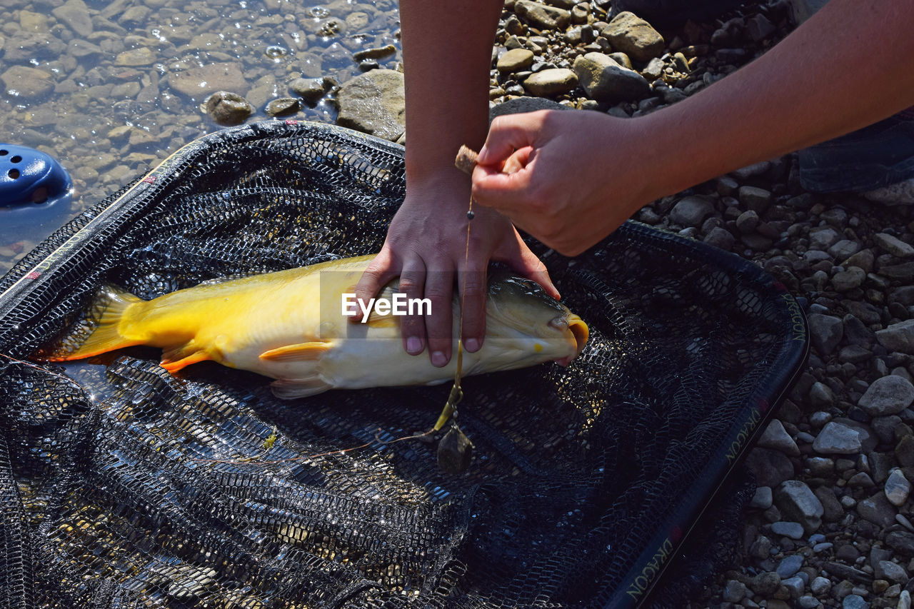 Cropped image of man holding dead mirror carp on fishing net