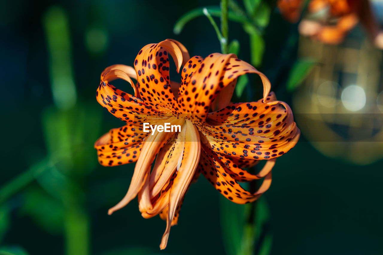 A close up of a tiger lily bloom at sunset