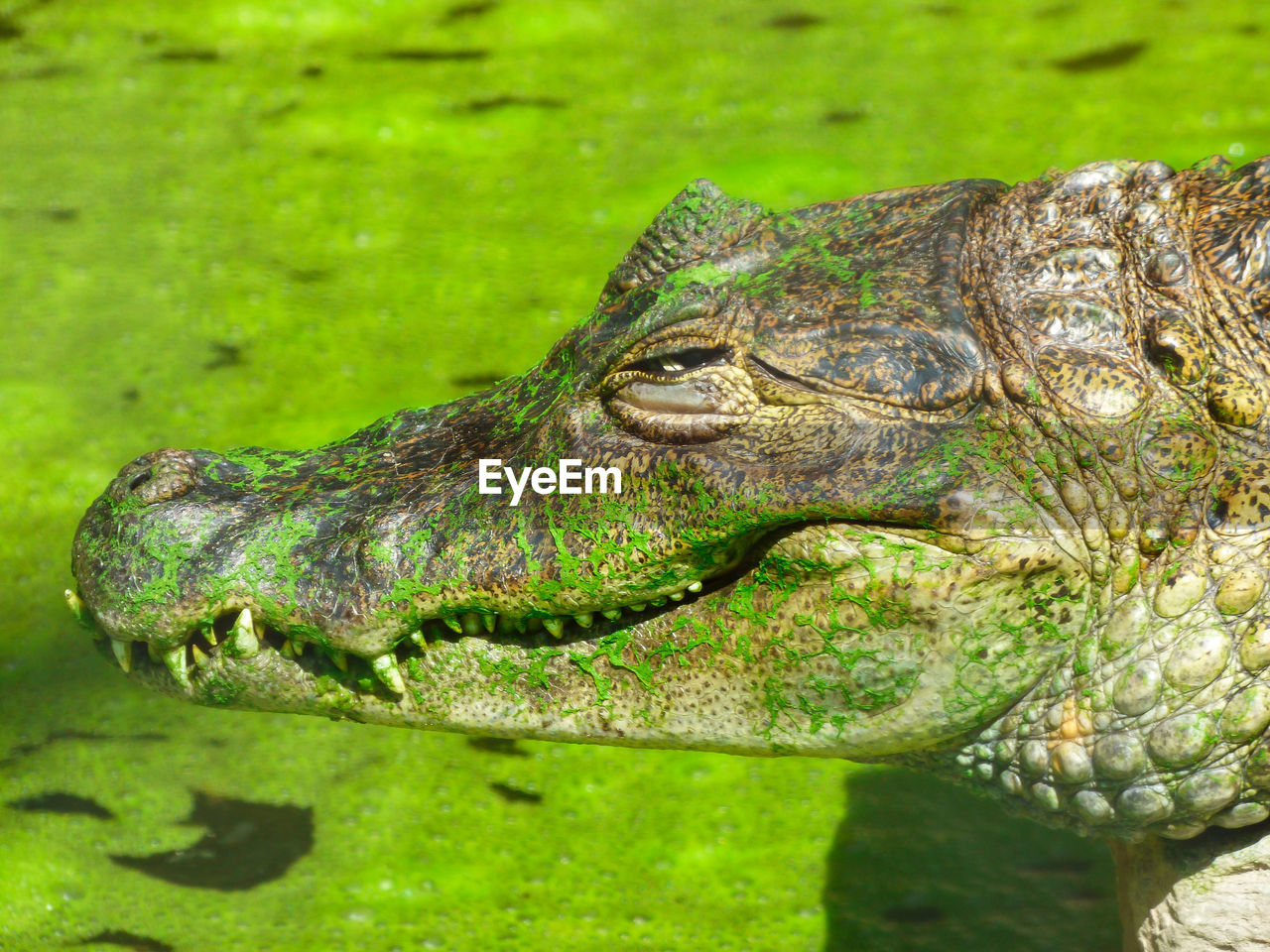 animal themes, animal, one animal, animal wildlife, reptile, crocodile, wildlife, animal body part, alligator, nature, animal head, no people, green, close-up, water, day, outdoors, side view, sign