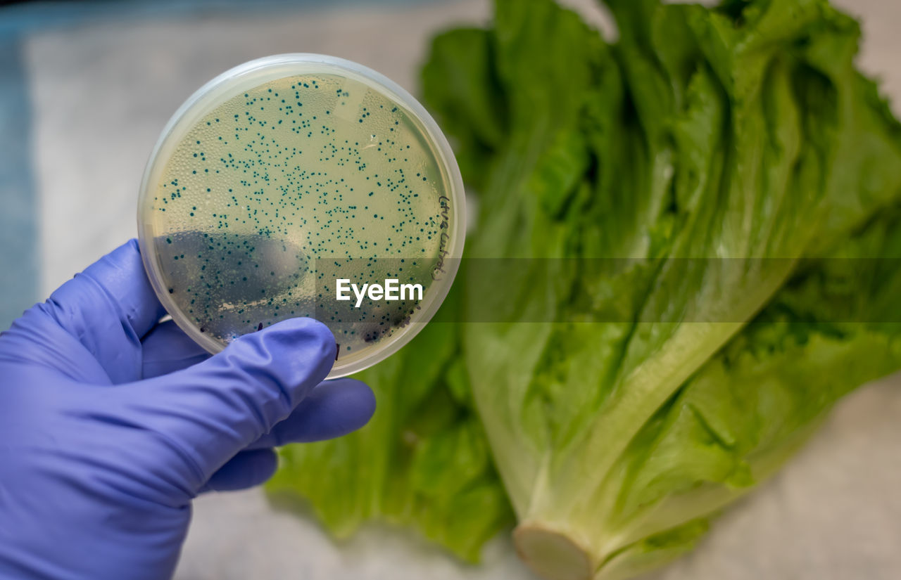 Bacterial contamination in romaine lettuce