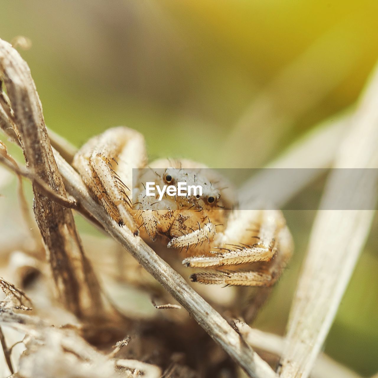 Close-up of spider