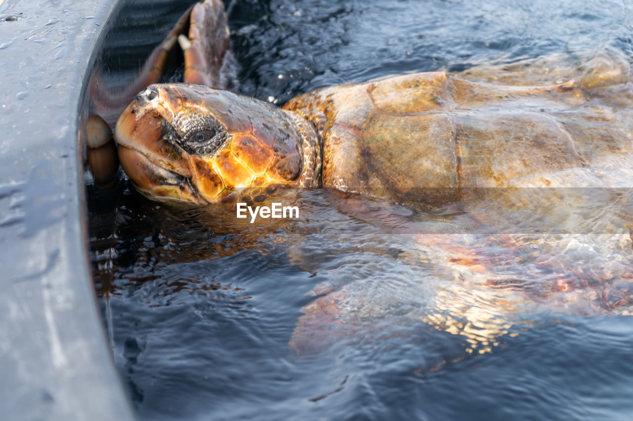 Close-up of turtle in sea