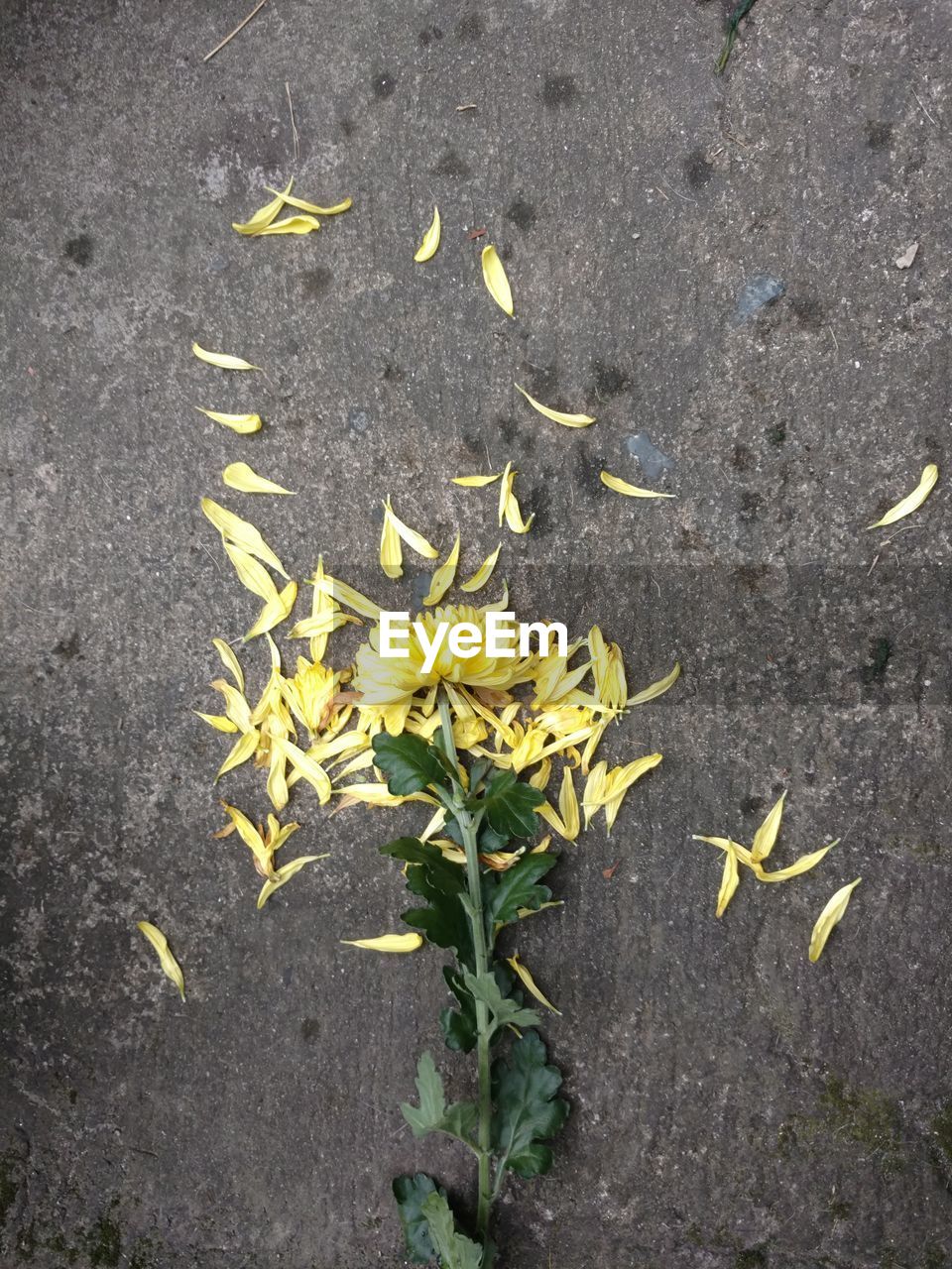 CLOSE-UP OF YELLOW FLOWERS ON GROUND