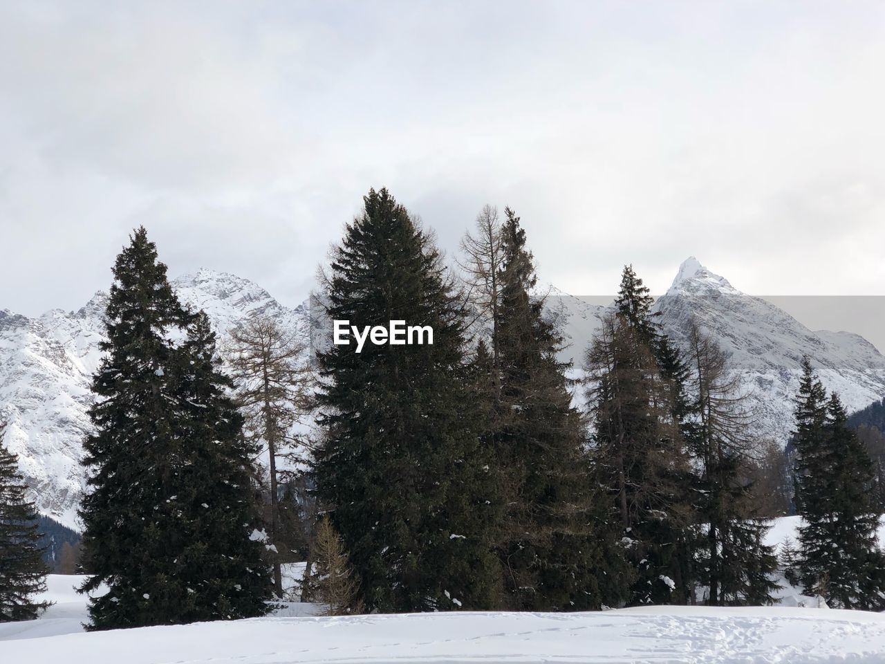 Trees on snow covered landscape against sky