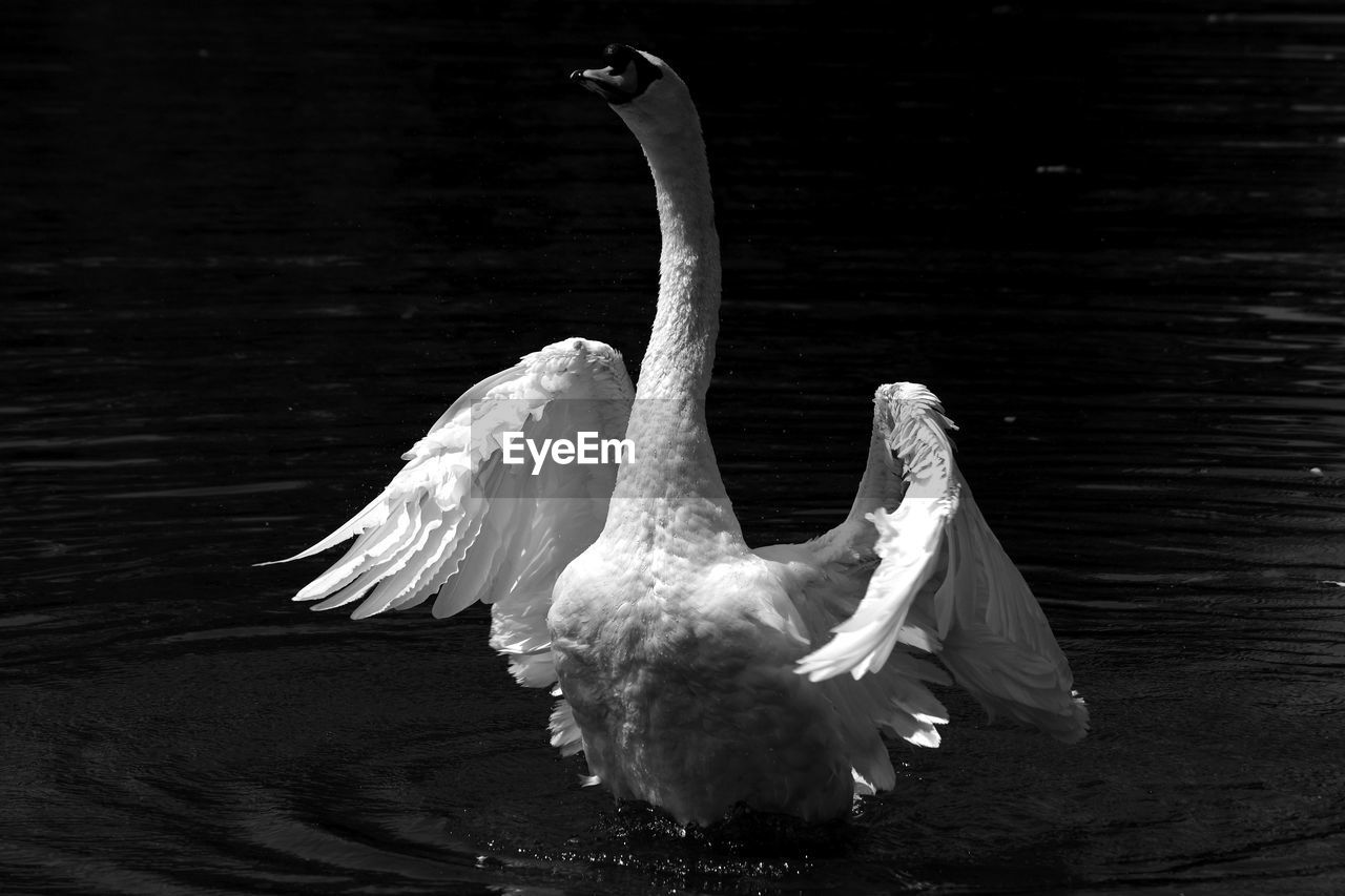 CLOSE-UP OF SWAN SWIMMING IN THE LAKE