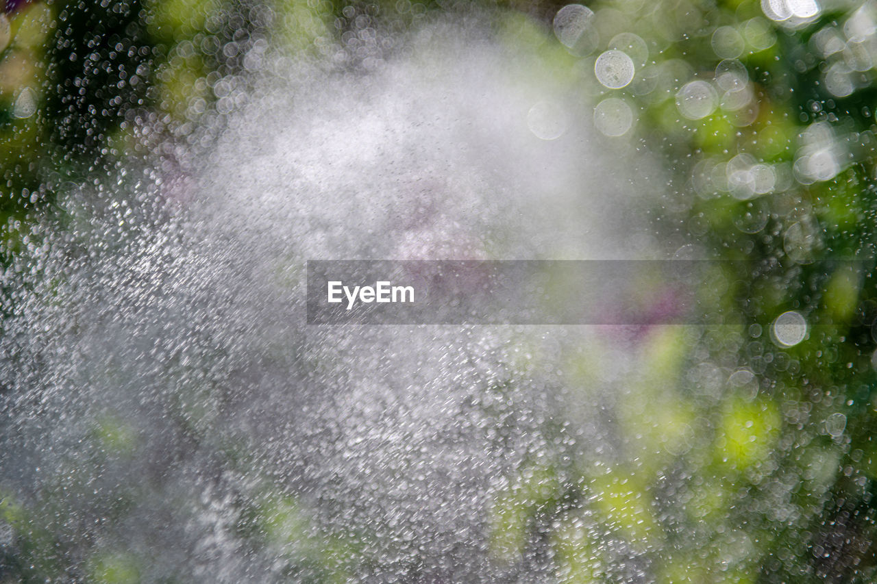 FULL FRAME SHOT OF WET PLANT