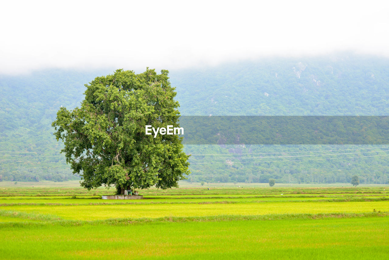 TREE ON FIELD