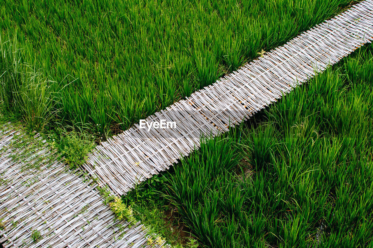 grass, green, plant, lawn, growth, nature, high angle view, field, no people, day, land, outdoors, flooring, agriculture, walkway, footpath, beauty in nature, leaf, pattern, tranquility
