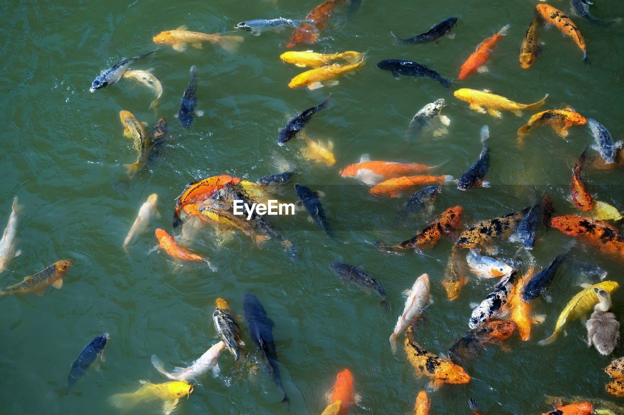 HIGH ANGLE VIEW OF FISH IN LAKE