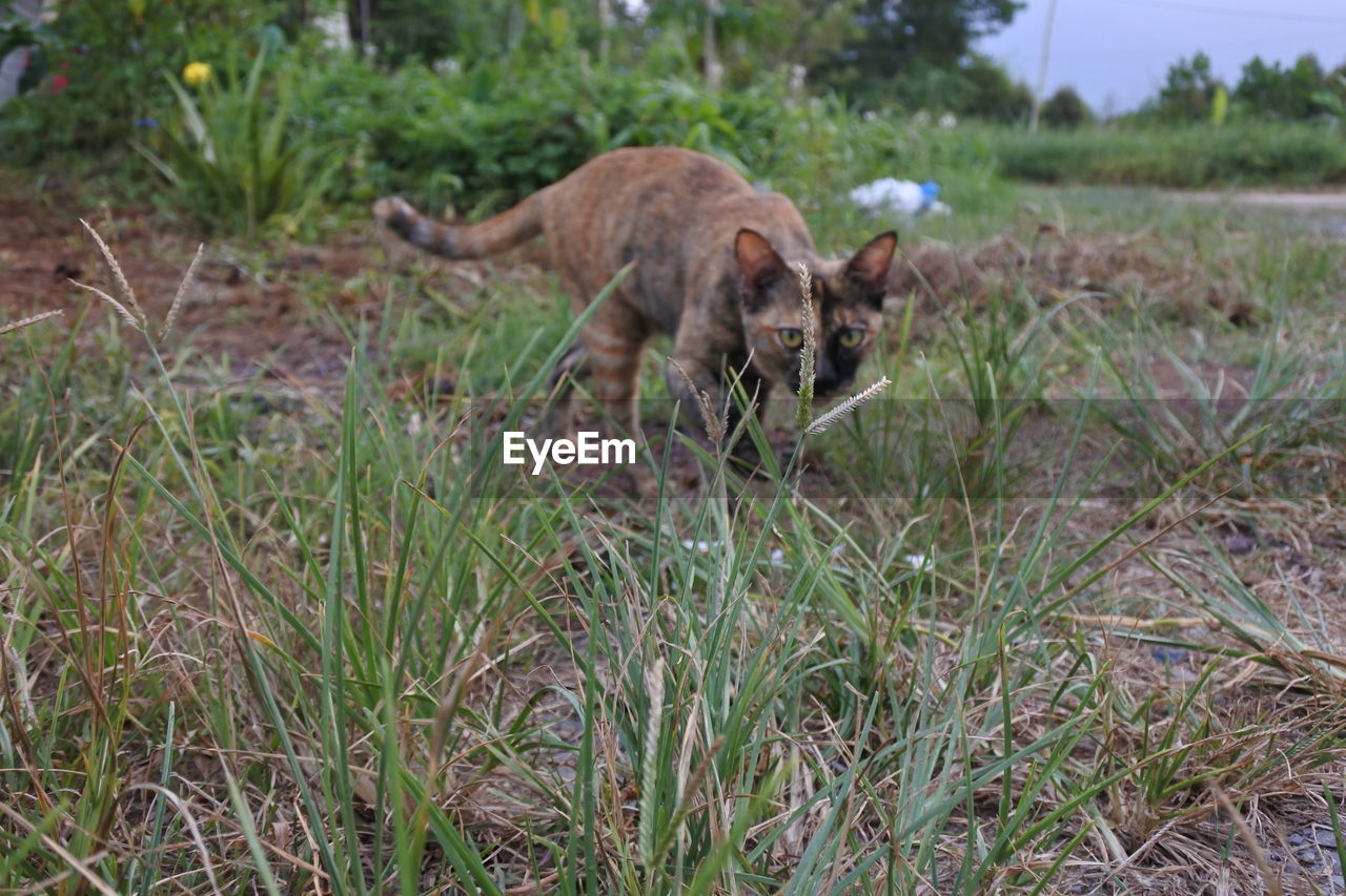 View of a cat on field.