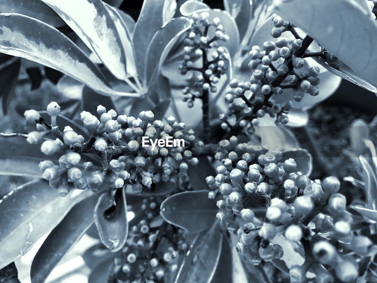 CLOSE-UP OF FLOWERS ON TREE