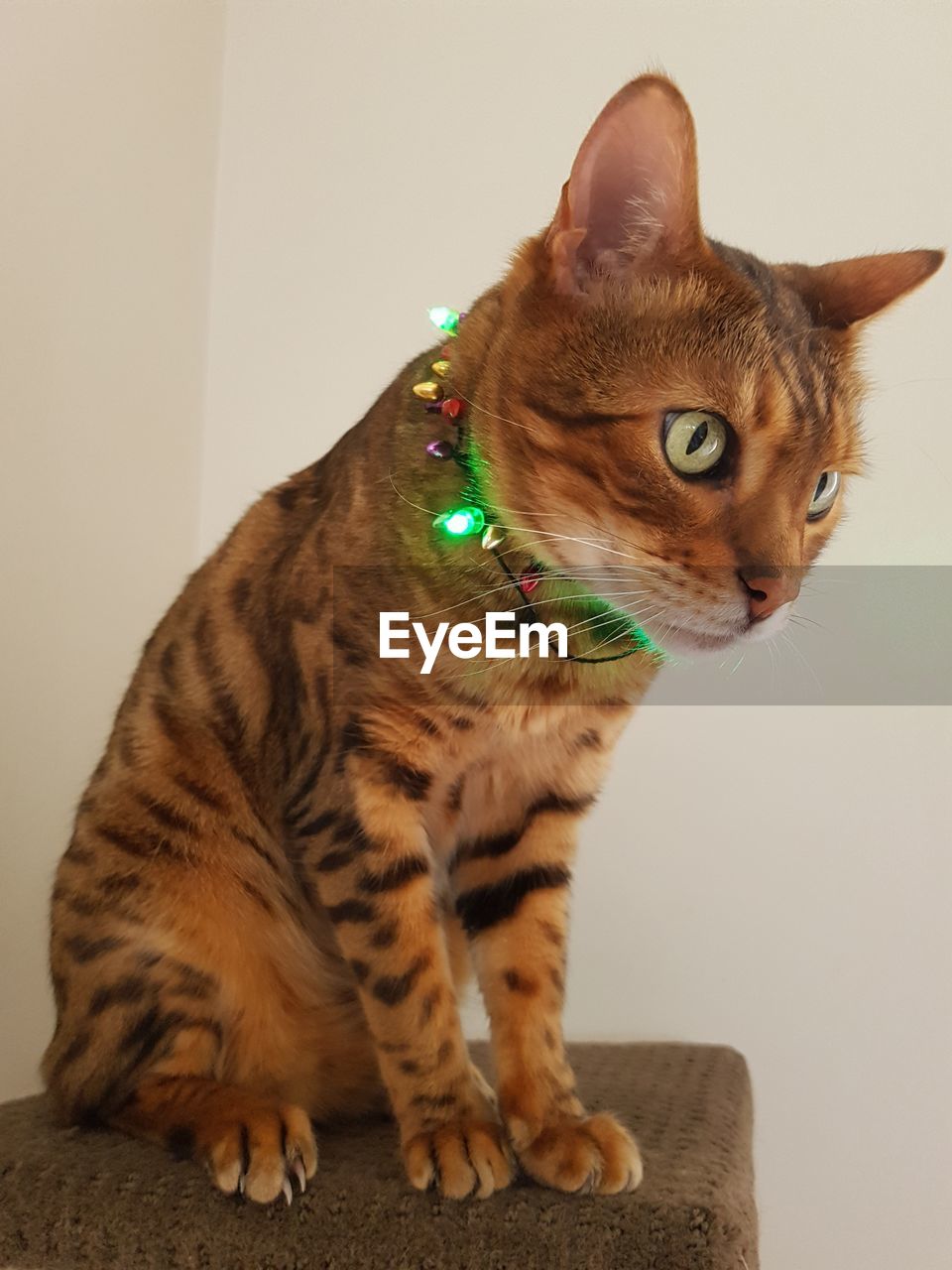 Close-up of cat wearing illuminated string light