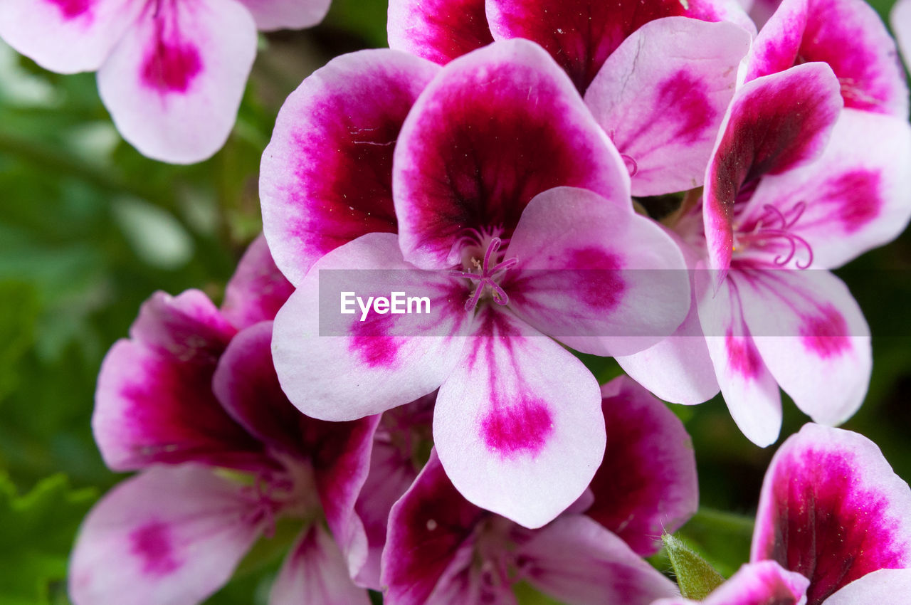 CLOSE-UP OF PINK FLOWERS BLOOMING