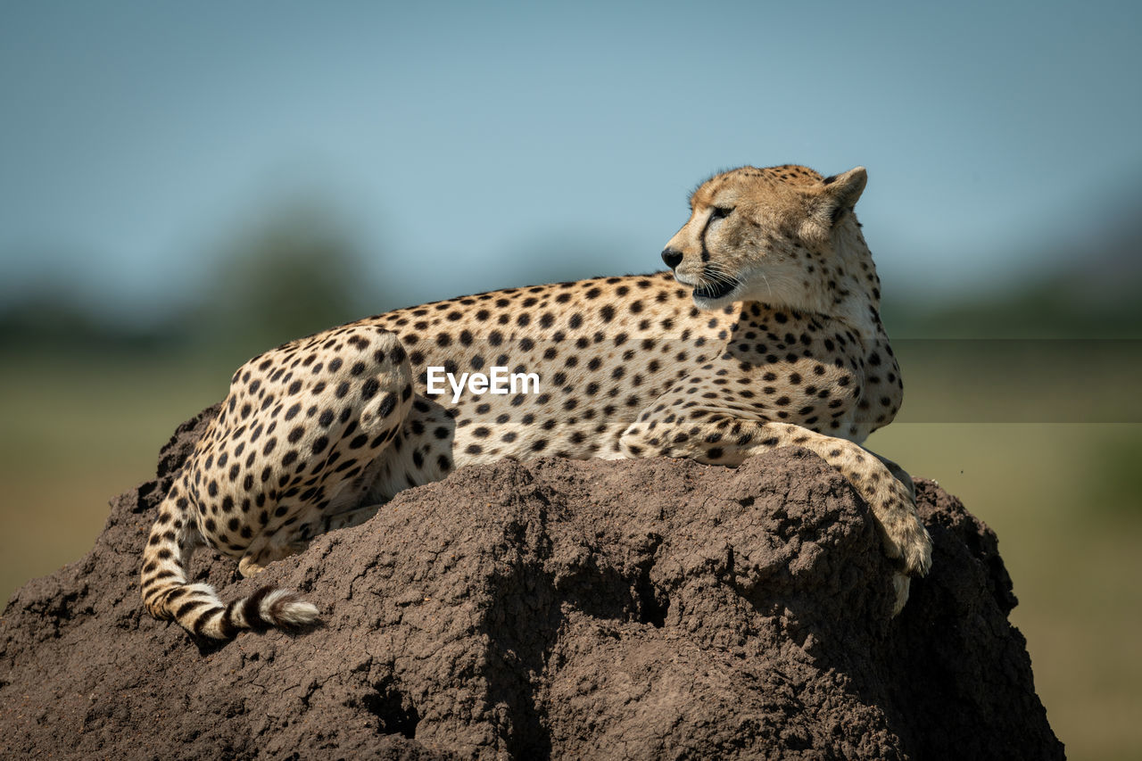 Close-up of cheetah sitting on rock
