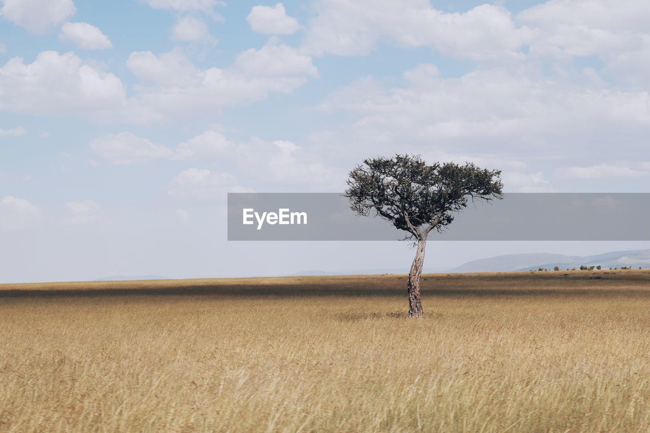 Tree on field against sky