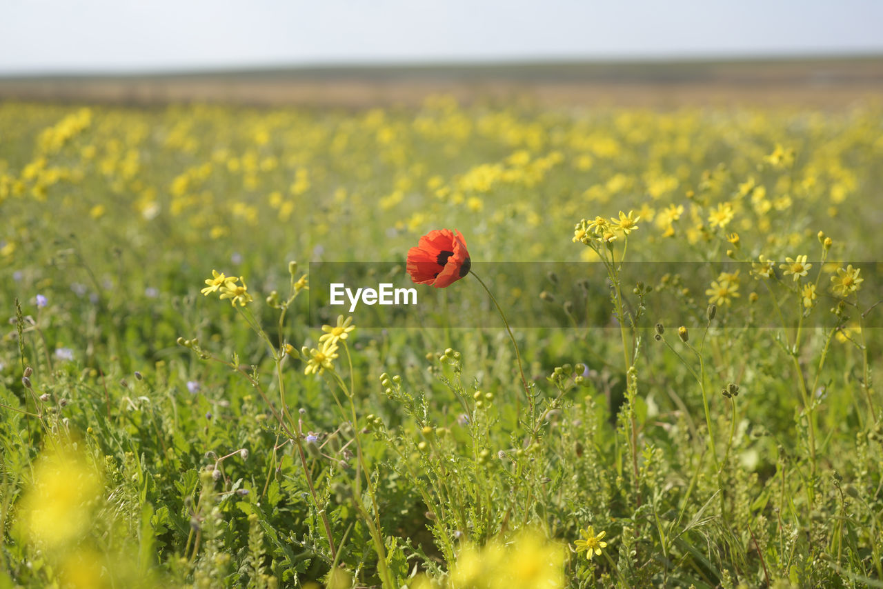 Red poppy flowers growing on field