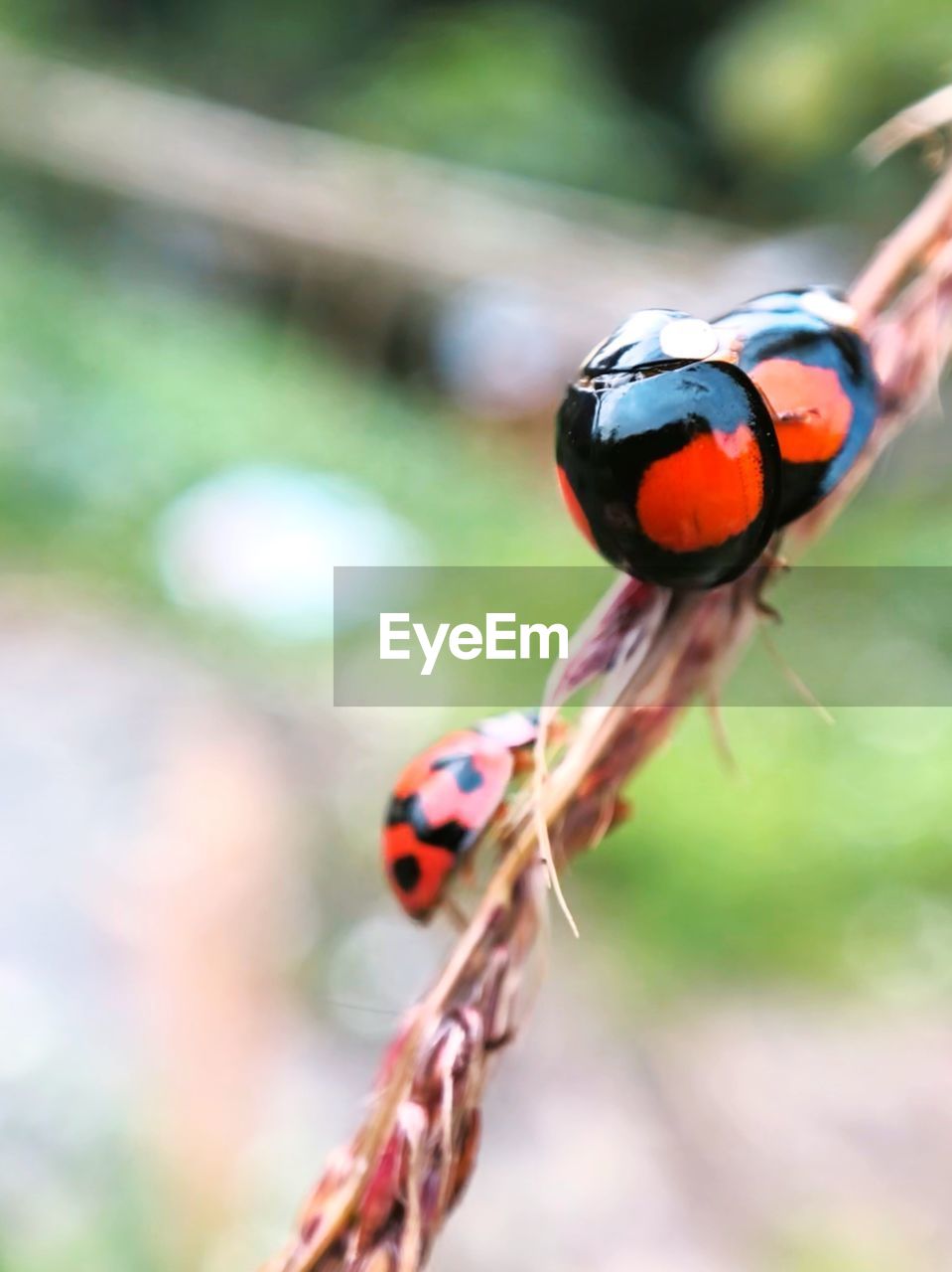 CLOSE-UP OF LADYBUG ON PLANT OUTDOORS