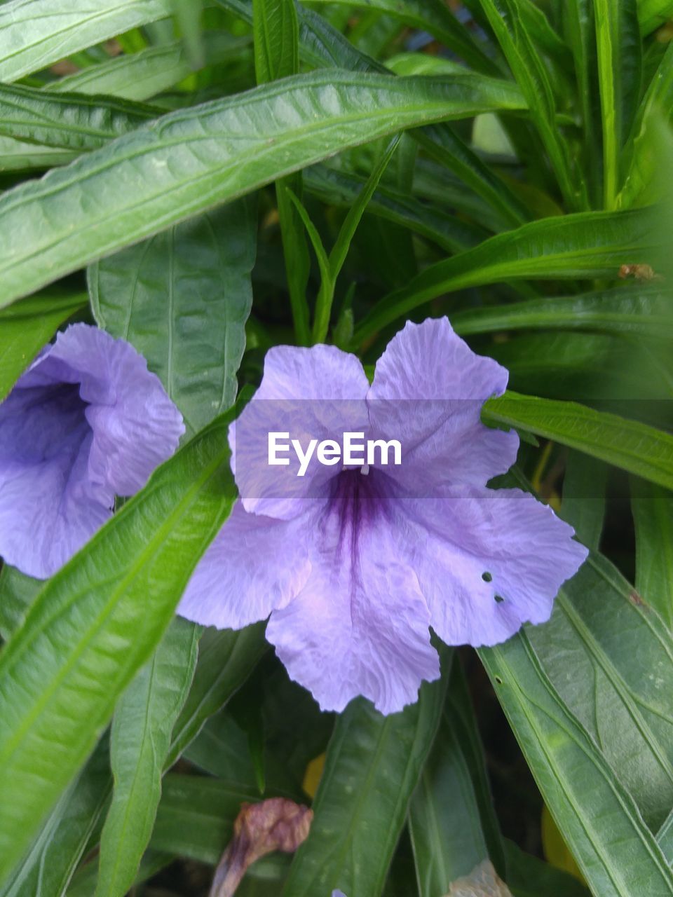 CLOSE-UP OF PURPLE IRIS BLOOMING OUTDOORS