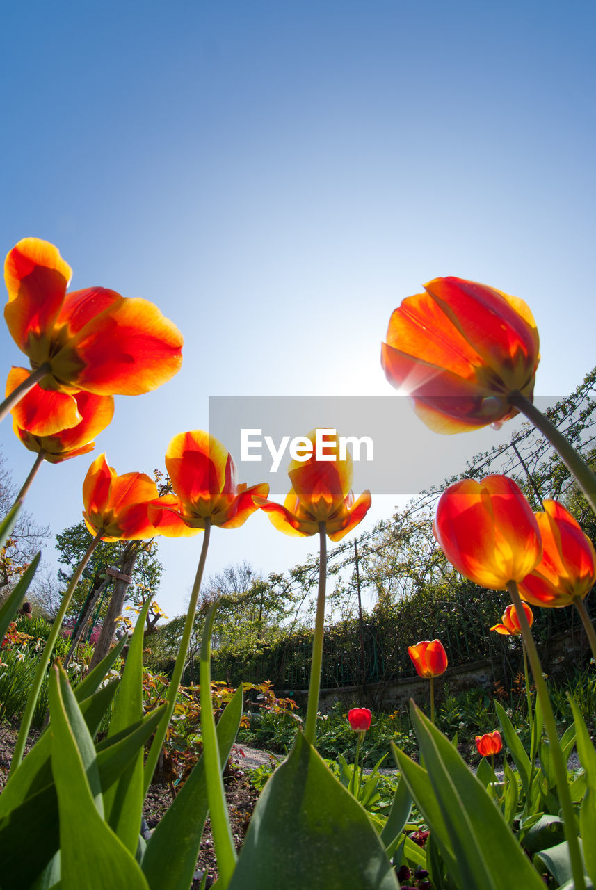 Close-up of poppies blooming on field against clear sky