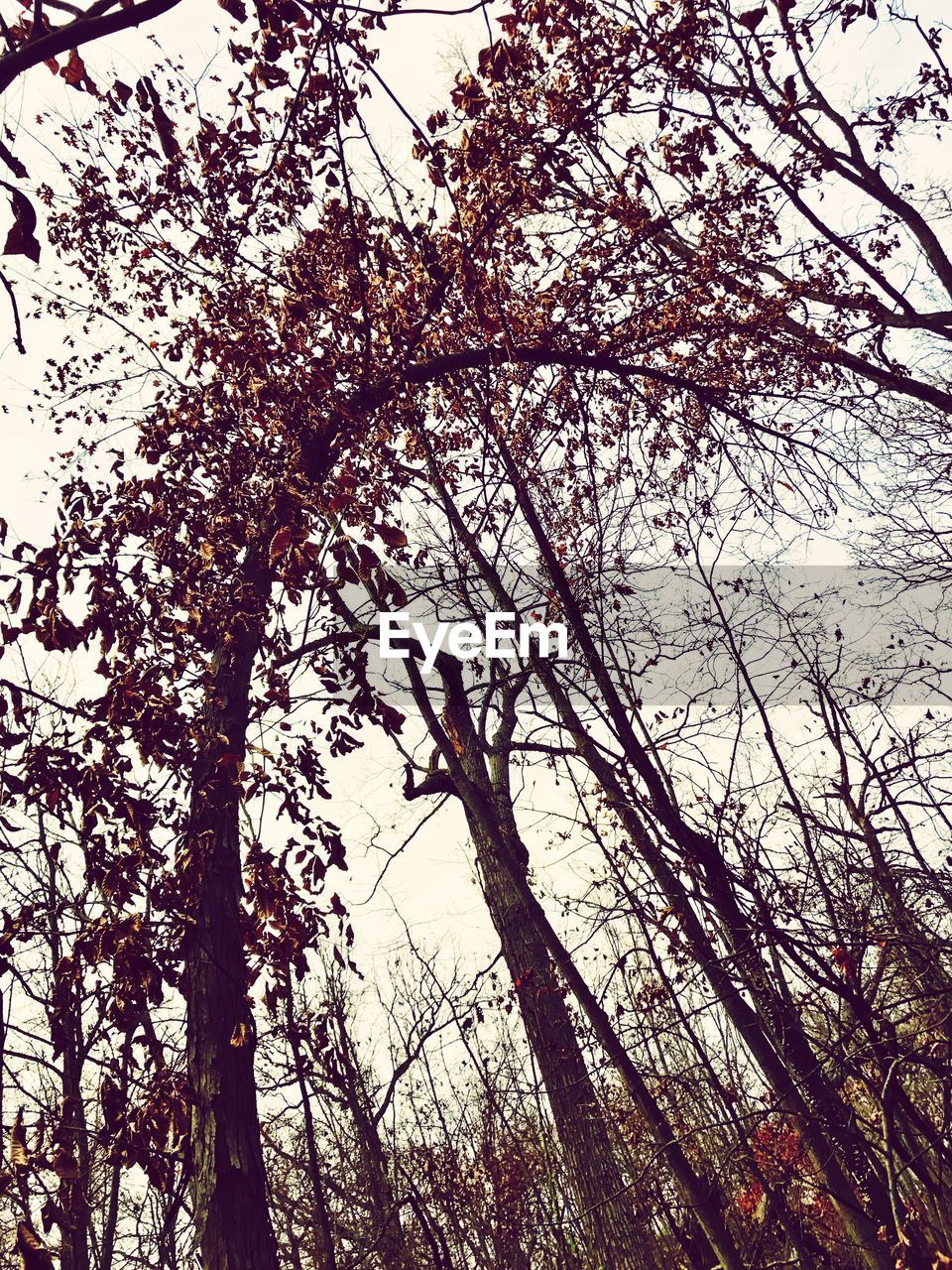 LOW ANGLE VIEW OF TREES AGAINST SKY