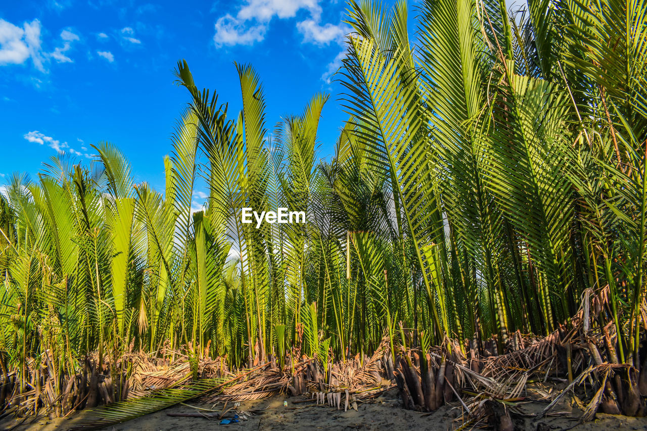 LOW ANGLE VIEW OF PALM TREES AGAINST SKY