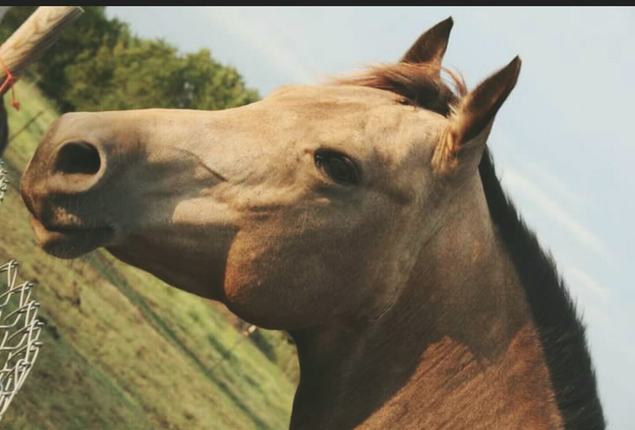 Close-up of brown horse