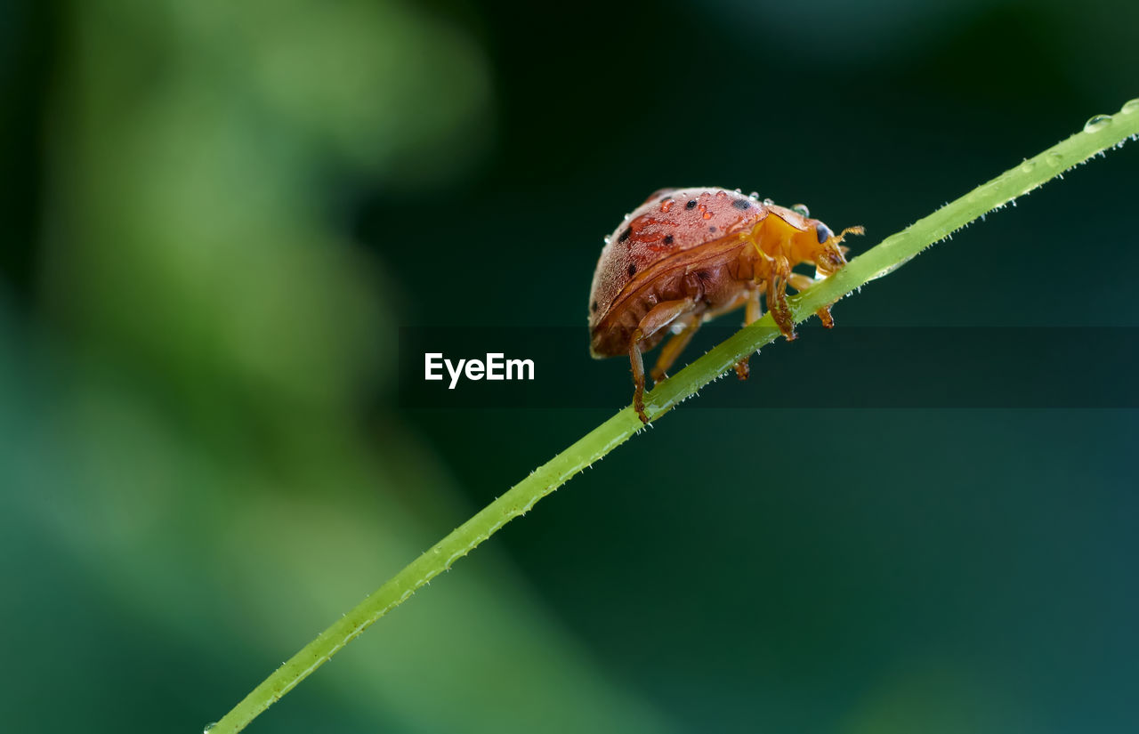 Close-up of an insect on the plant stem