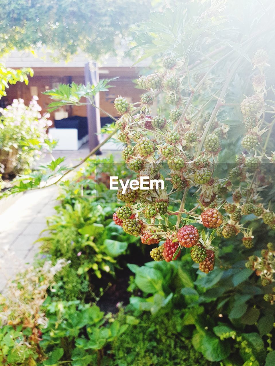 CLOSE-UP OF FLOWERING PLANTS AGAINST BLURRED BACKGROUND