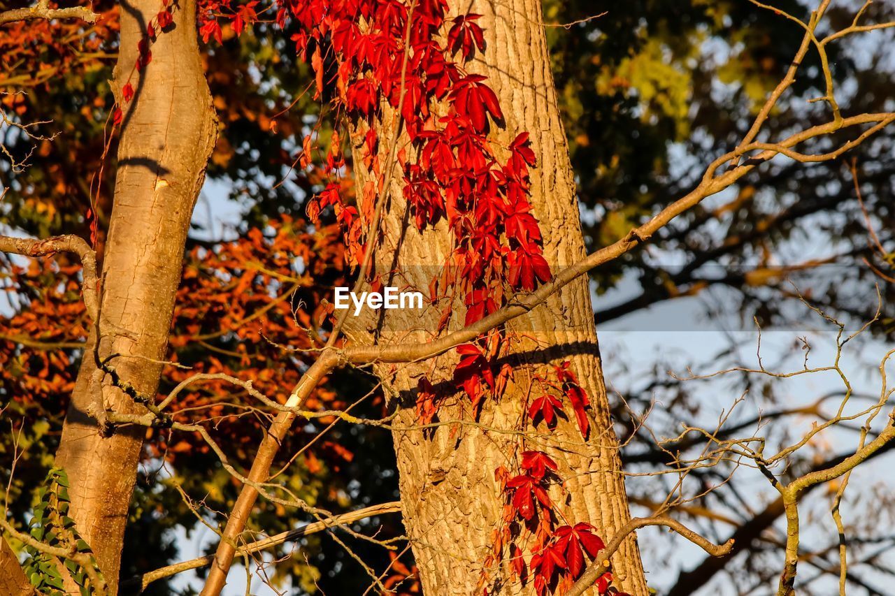 LOW ANGLE VIEW OF RED TREE