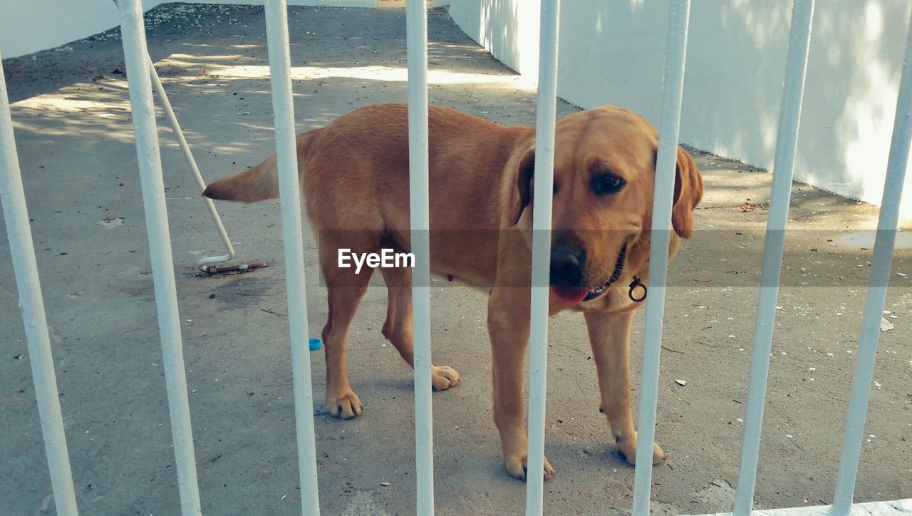 Dog standing by railing