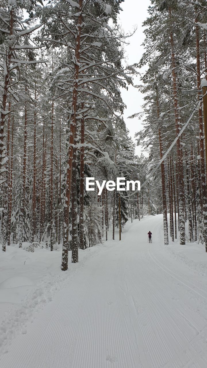 TREES ON SNOW COVERED LAND